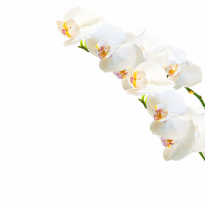 白色和洋红色蝴蝶兰兰花上白色隔离