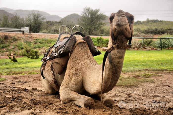 休息的骆驼