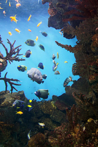 水族馆  大井海滨与海底生活