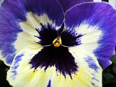 紫罗兰花的特写