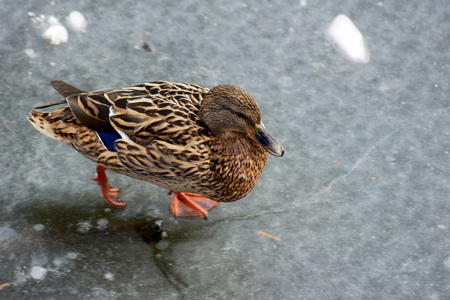 在冰上行走的鸭