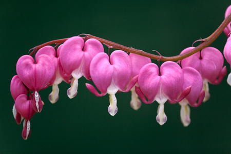 dicentra 鲜花绿色背景