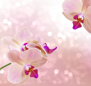 粉色兰花