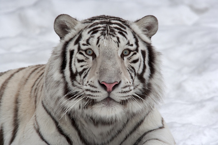 盯着白色的孟加拉虎，躺在雪地上的