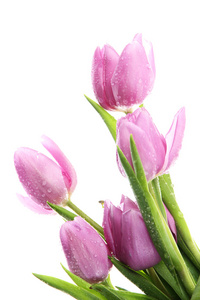 束美丽的紫色郁金香，孤立在白色