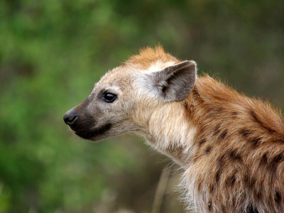 斑点的 hyaena 特写