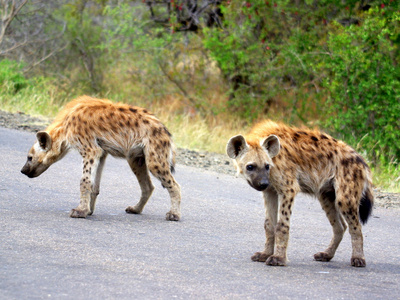 道路上的斑点的 hyaenas