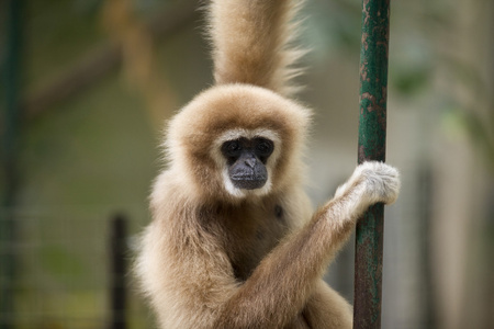 可爱的猴子看起来伤心
