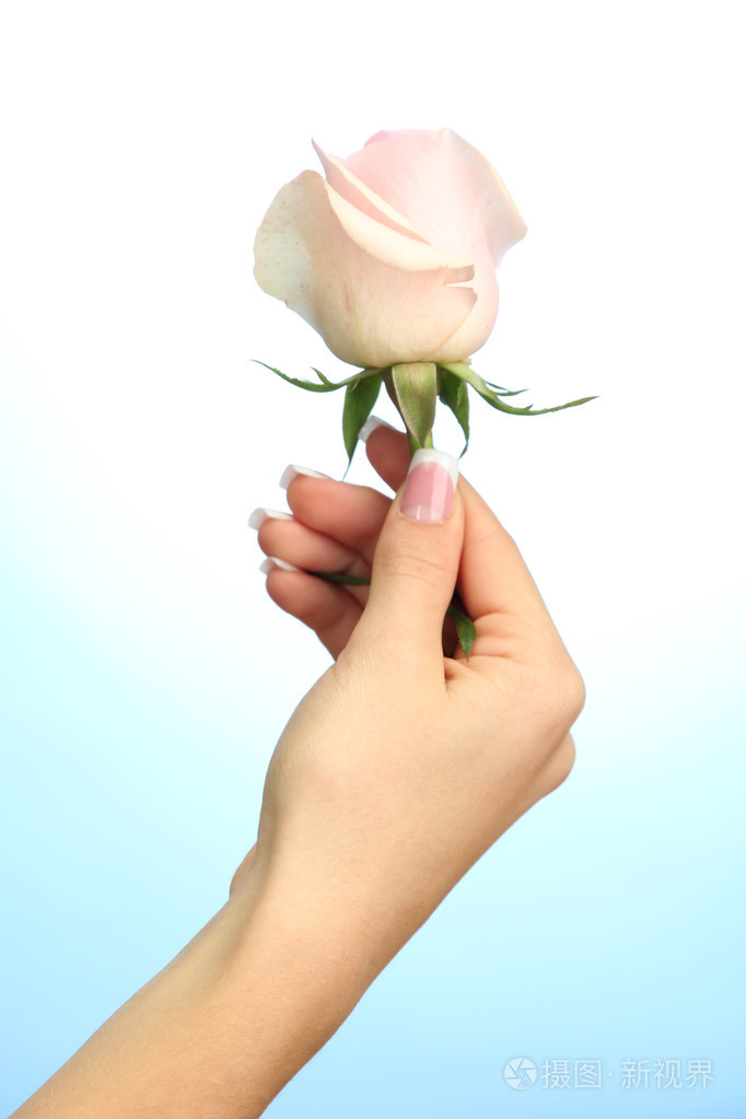 蓝色背景上的玫瑰美丽的女人手