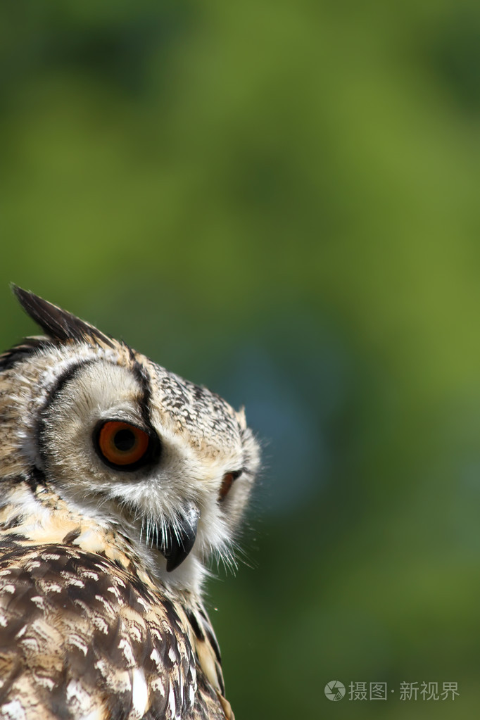 在森林里的猫头鹰
