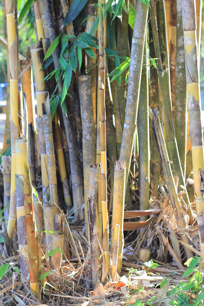 竹子在公园花园