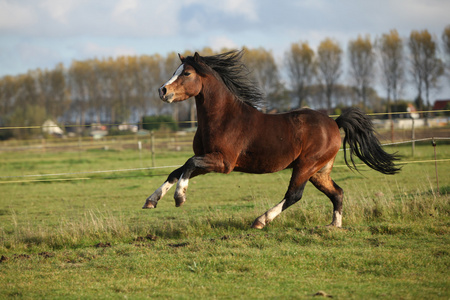 布朗威尔士山小马种马与黑色的头发