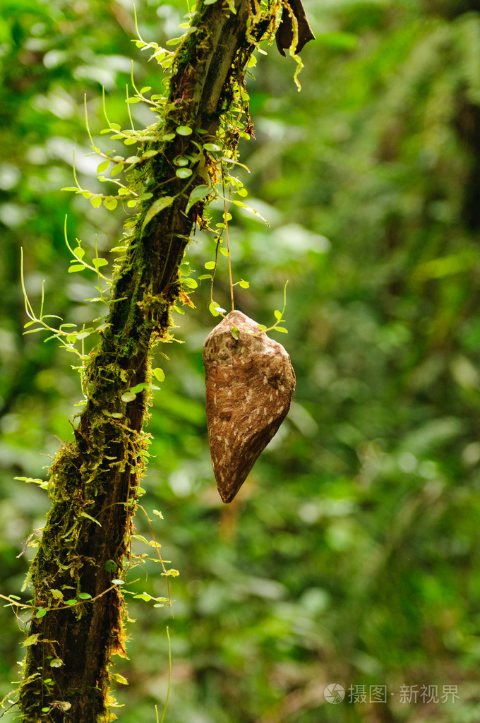 蚕蛹在雨林树