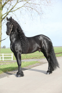 长头发的华丽 friesian 种马。