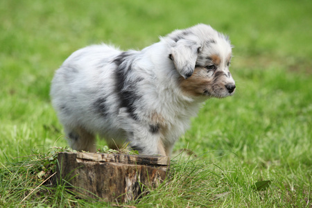 狗品种澳大利亚牧羊犬图片