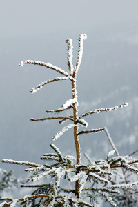 大雪覆盖云杉在工业区山