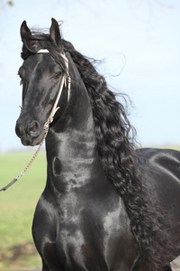 与美丽的长头发的完美 friesian 种马的肖像