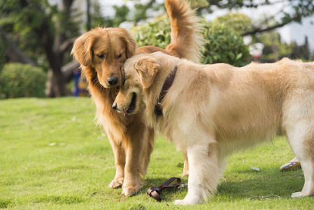 金毛寻回犬