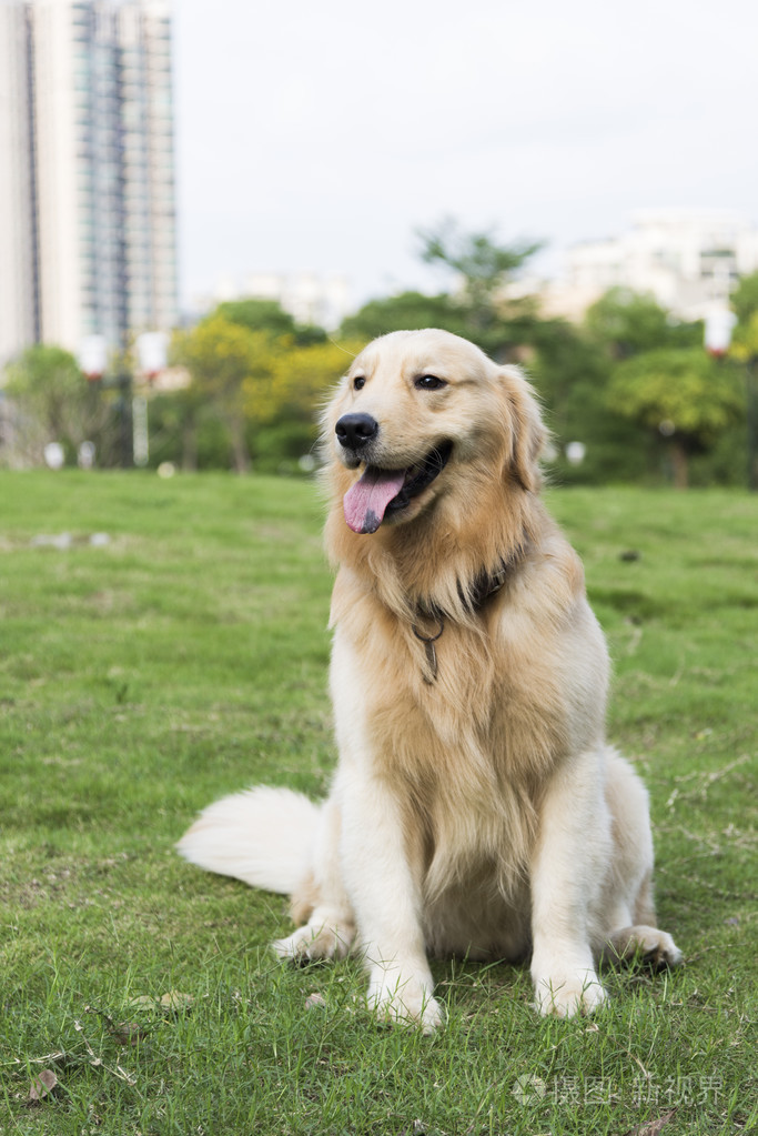 金毛寻回犬