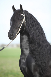 完美的长头发的华丽 friesian 种马的肖像