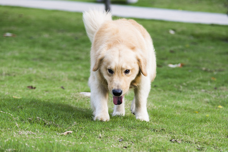 金毛寻回犬