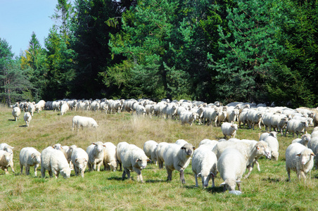 群羊在草地上