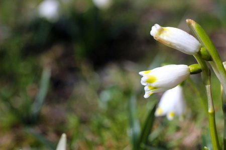 雪花的春天的花朵leucojum vernum carpaticum