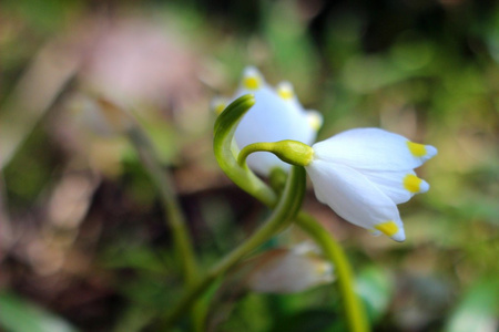 雪花的春天的花朵leucojum vernum carpaticum