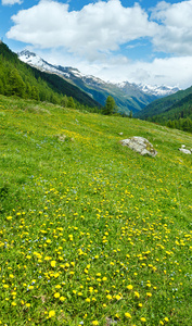 黄色的蒲公英花夏天山边坡