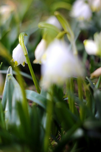 雪花的春天的花朵leucojum vernum carpaticum