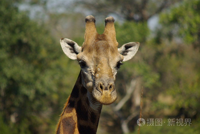 长颈鹿非洲的动物