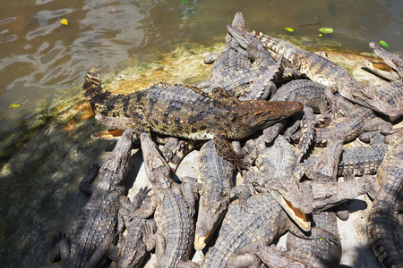 一个热带公园后喂养的鳄鱼在陆地的培养