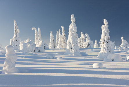 雪域森林在拉普兰，芬兰