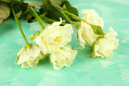 美丽的白玫瑰特写，颜色背景上