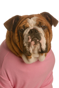 肖像的英国牛头犬穿粉红色衬衫