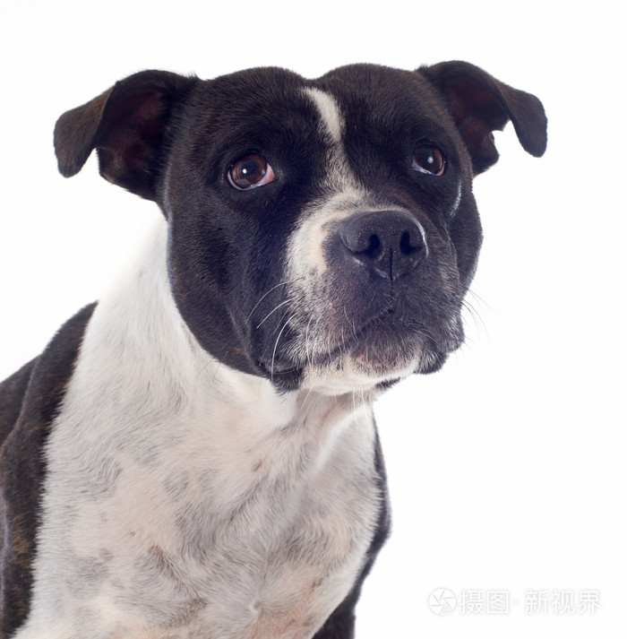 斯塔福郡斗牛犬