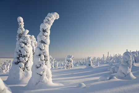 雪域森林在拉普兰，芬兰