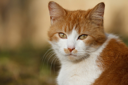 从性质上前面白色橙色猫的肖像