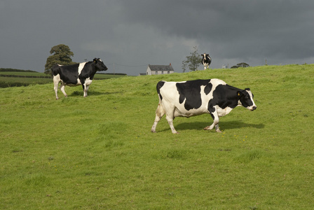 黑色和白色的荷斯坦奶牛图片