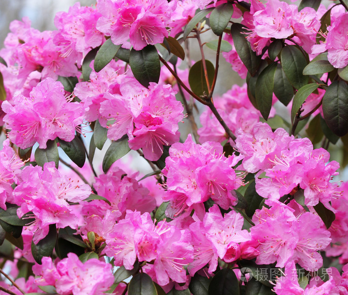 粉红色的杜鹃花杜鹃花盛开背景