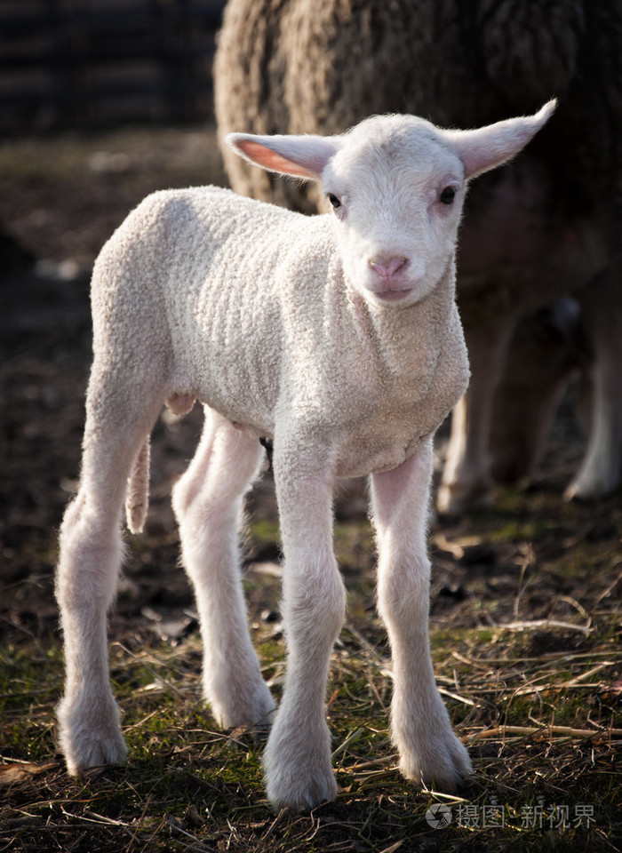 年轻的羔羊照片-正版商用图片1c1u7r-摄图新视界