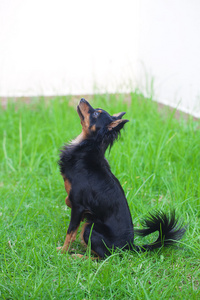 孤立在白色黑色俄罗斯猎犬的肖像