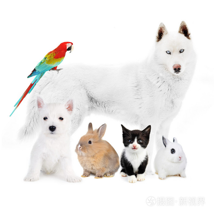 狗猫鸟兔白前