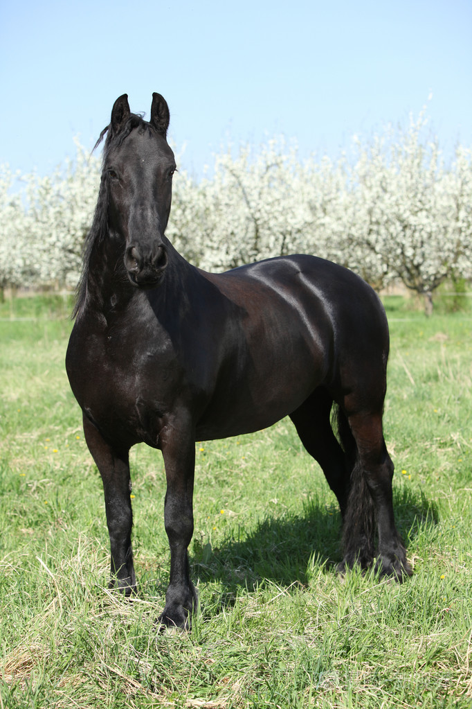 在开花梅花树好黑骏马