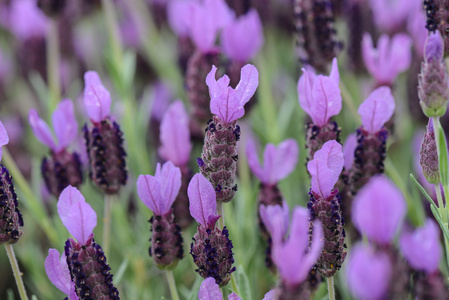 西班牙薰衣草紫色花