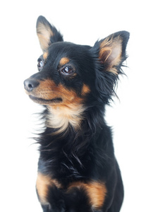 孤立在白色黑色俄罗斯猎犬的肖像