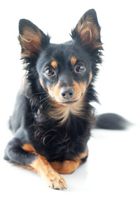 孤立在白色黑色俄罗斯猎犬的肖像