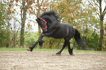 黑 friesian 种马运行