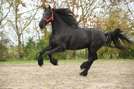 在秋天在沙子上运行的黑色 friesian 种马