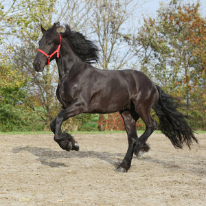 黑色与红色缰 friesian 种马